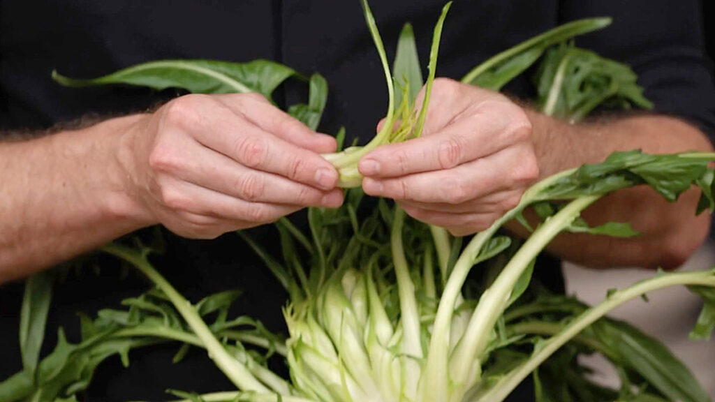 Zubereitung Puntarelle-Pasta und Puntarelle-Salat